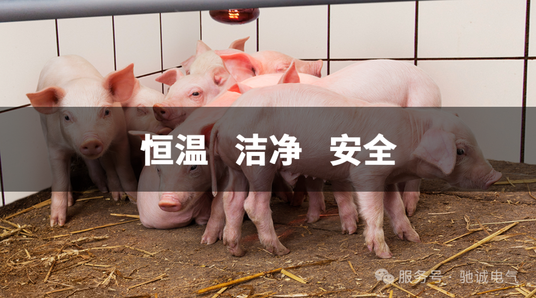 猪圈实现空调自由？除了恒温恒湿 这套气体防护也是养殖刚需